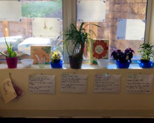 The children's knowledge made visible: Their observations and ideas about each of our classroom plants is displayed alongside the plants.