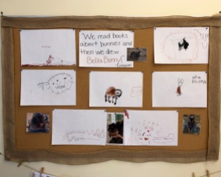 The children's learning made visible: Their research about the characteristics of lionhead rabbits is displayed thoughtfully, carefully, and with respect.
